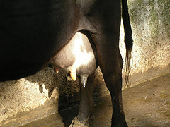 Milk producing cow