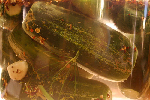 Fermenting cucumbers