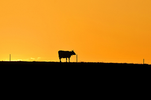 Lonely cow Lonely cow