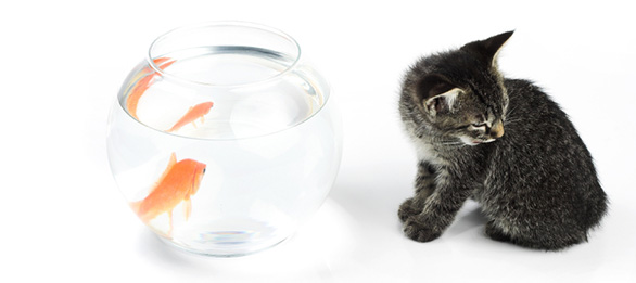 Cat and fish