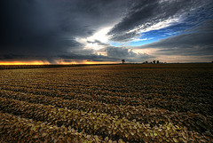 Soy plantation