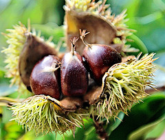 Chestnuts in their shell