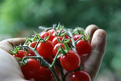 Cherry tomatoes