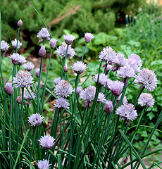 Chives
