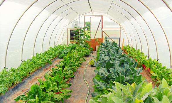 One of the greenhouses