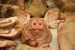 Pig's head