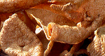 Pork rinds