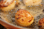Scallops