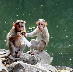 Monkeys snacking