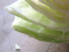 Green cabbage