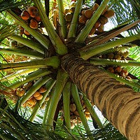 Coconut, An Optimal Source Of Fat?