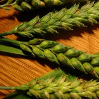 11 Ways Gluten And Wheat Can Damage Your Health