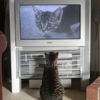 Must See Food Documentaries