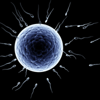 A Paleo Guide to Healthy, Natural Fertility