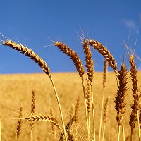 What Is Wrong With Grains