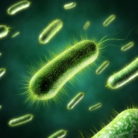 You And Your Gut Flora