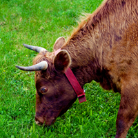 Success Story: HooftyPrimal’s Phillip Williams