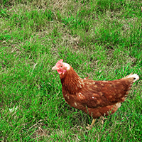 “This Is the Smell”: Lessons from an Organic Farm