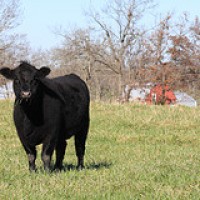 Why vegetarianism is bad for you and the environment