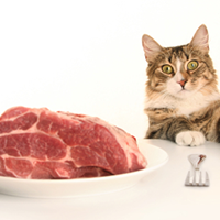 Fluffy Goes Paleo: Pets and the Paleo Lifestyle