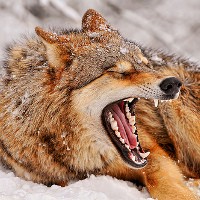 Preventing and healing tooth decay