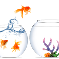 Transitioning to Paleo