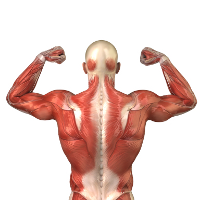 The Importance of Muscle