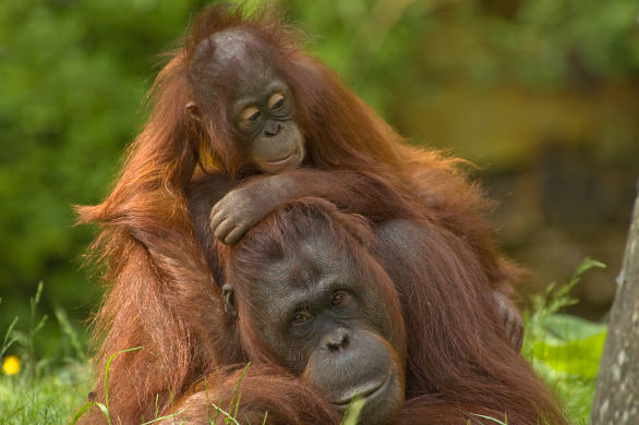 Mother and baby orangutan