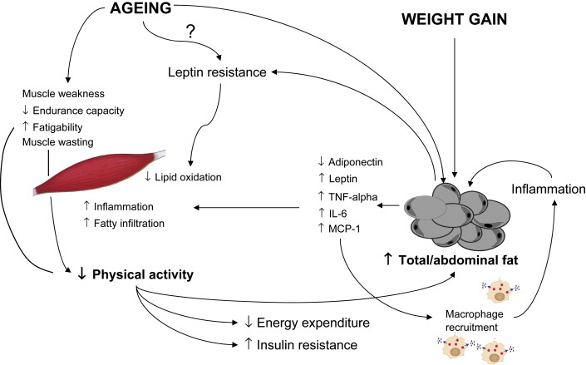 Diagram of sarcopenic obesity in the elderly