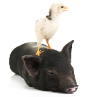 Not Just the Cows: Pastured Pork and Poultry