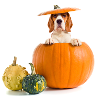 What’s Happening: Halloween