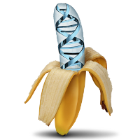 What’s Happening: GMO Retraction